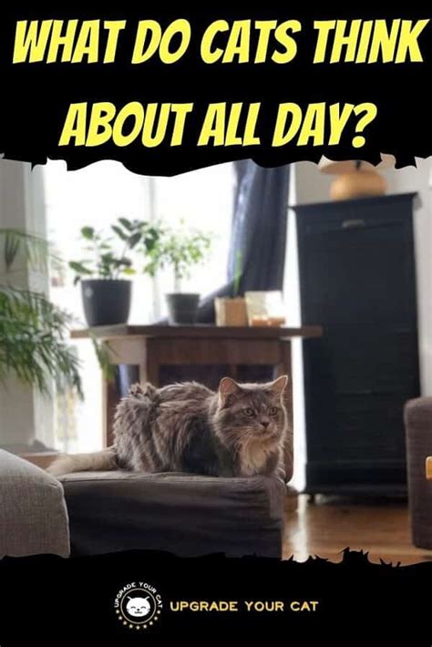 What do cats think about all day?