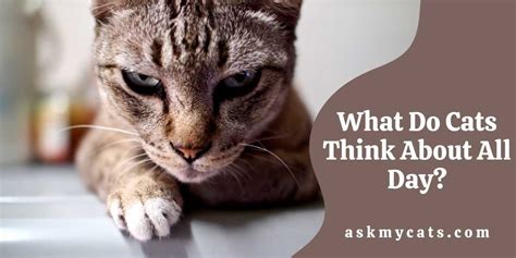 What do cats think in their head?