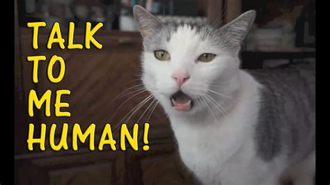 What do cats think of humans talking?