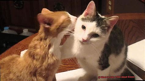 What do cats think of kisses?
