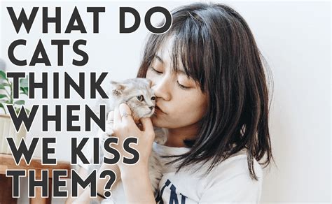 What do cats think when we kiss them?