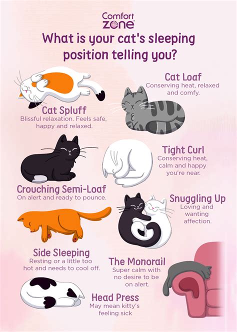What do cats think when we sleep?