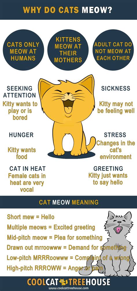 What do cats think when we talk to them?