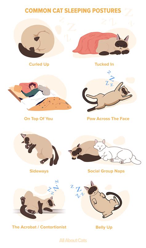 What do cats think when you are sleeping?