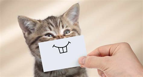 What do cats think when you smile?