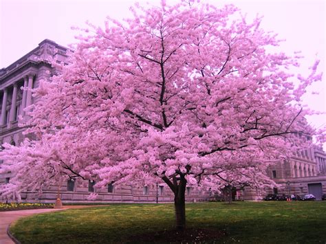 What do cherry blossoms look like in winter?