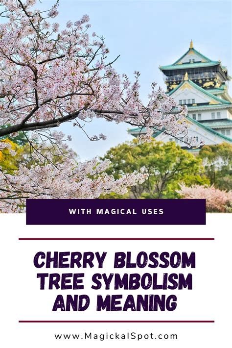 What do cherry blossoms symbolize in different cultures?