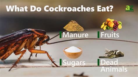 What do cockroaches eat?