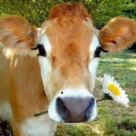 What do cows love most?