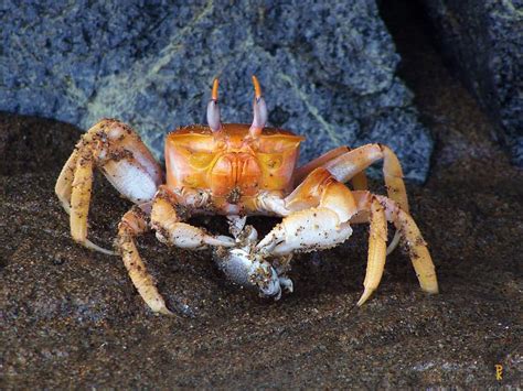 What do crabs love the most?