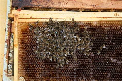 What do dead bee hives look like?