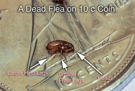 What do dead flea eggs look like?