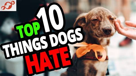 What do dogs hate the most?