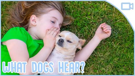 What do dogs hear when we talk?