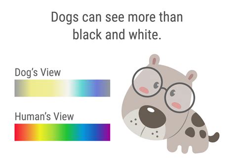 What do dogs see?