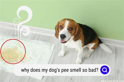 What do dogs sniff for when going potty?