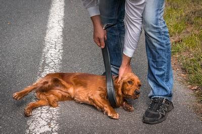 What do dogs think of abusive owners?