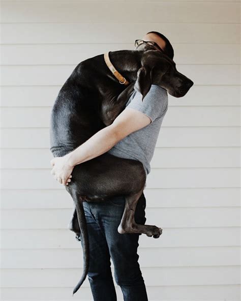 What do dogs think when humans hug?