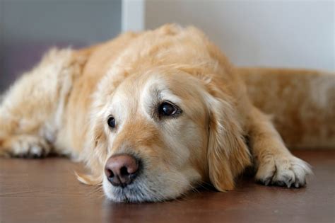 What do dogs think when you cry?