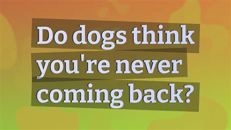 What do dogs think when you leave them for a week?