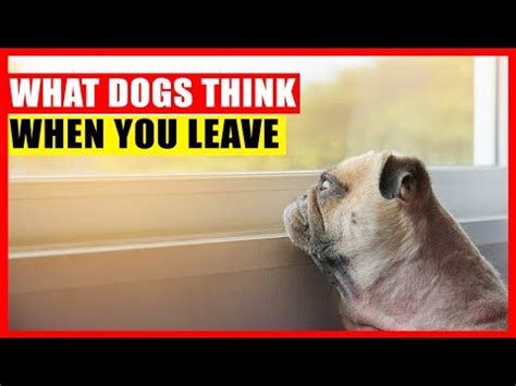 What do dogs think when you leave them for vacation?