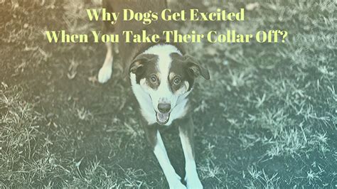 What do dogs think when you take their collar off?