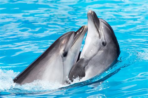 What do dolphins love the most?
