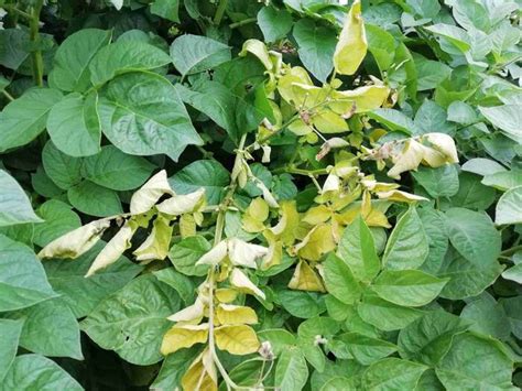 What do dying potato plants look like?