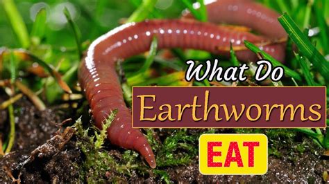 What do earthworms taste like to eat?