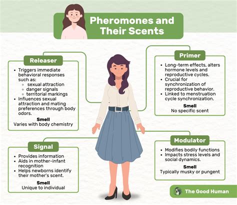 What do female pheromones smell like?