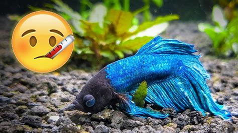 What do fish do when they're sad?