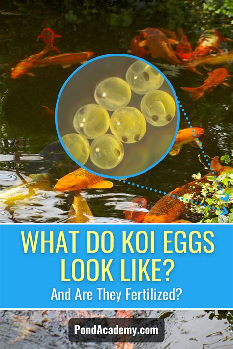 What do fish eggs look like in a pond?
