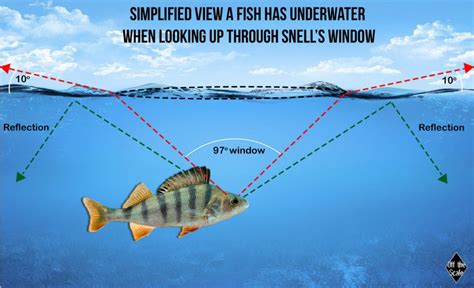 What do fish see when they look up?