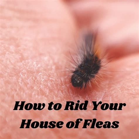 What do fleas hate on carpet?