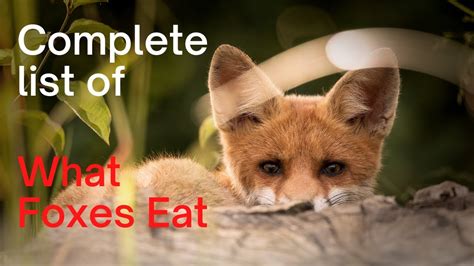 What do foxes eat in Canada?