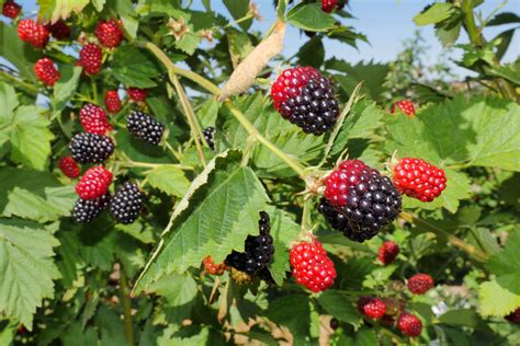 What do fresh blackberries look like?