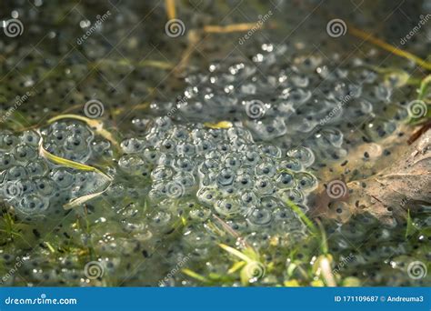 What do frog eggs look like in a pond?