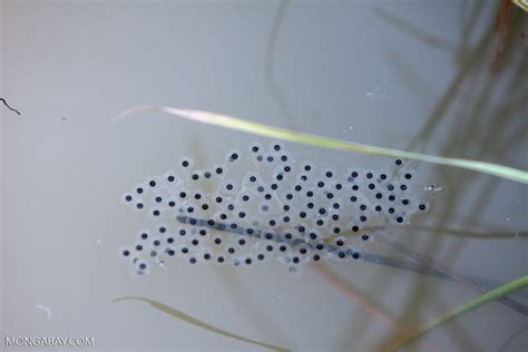 What do frog eggs look like in a pool?