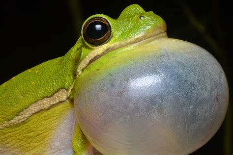 What do frogs do all day?