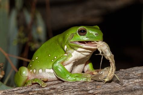 What do frogs eat Australia?