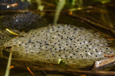 What do frogs lay eggs in water and eggs hatch into?
