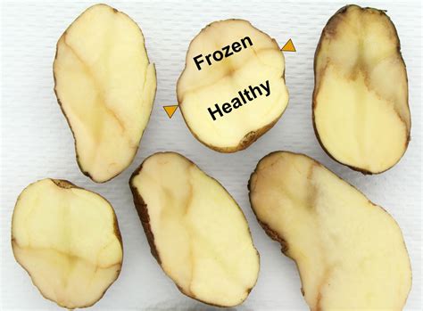 What do frost damaged potatoes look like?