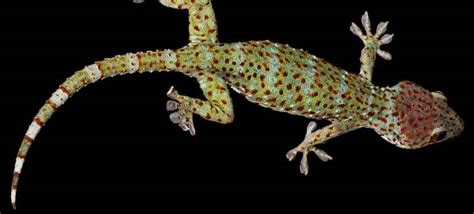 What do geckos hate?