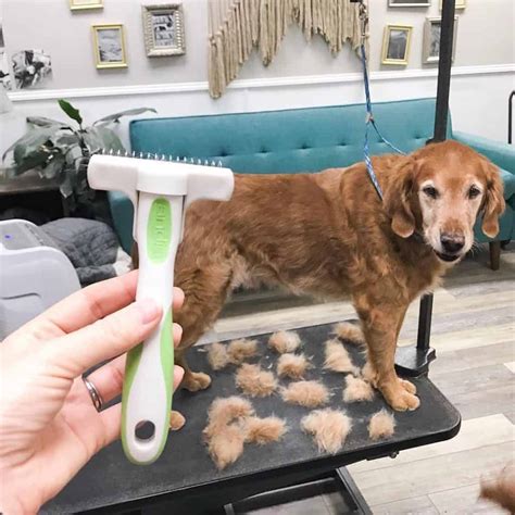 What do groomers use to hold dogs still?