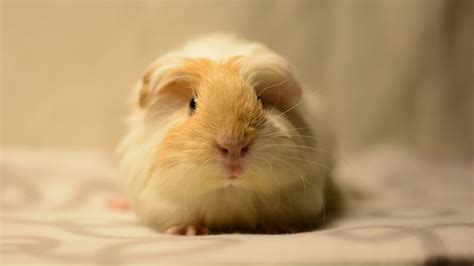 What do guinea pigs like to lay on?
