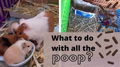 What do guinea pigs like to poop on?