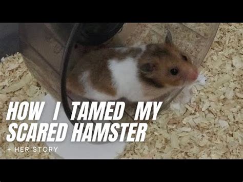 What do hamsters do when scared?