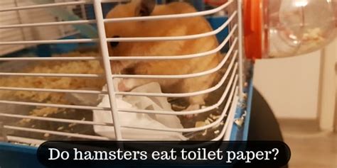 What do hamsters do with toilet paper?