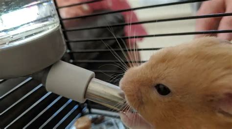 What do hamsters drink?