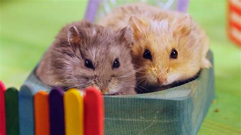 What do hamsters enjoy doing?